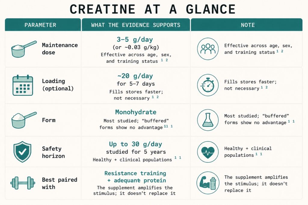 Creatine at a Glance
