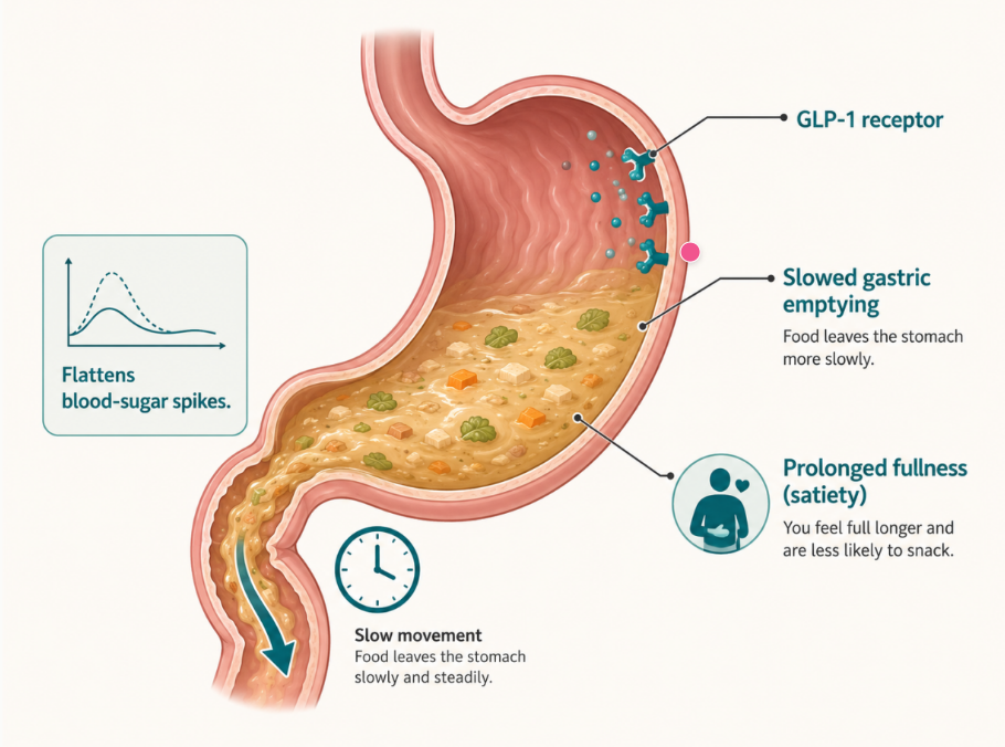 The whole mechanism in one picture: a GLP-1 slows how fast food leaves the stomach — which is why it curbs appetite, steadies blood sugar, and quietly dictates what you can comfortably eat.